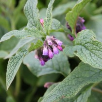 Окопник гибридный (Symphytum x uplandicum) Окопник гибридный (Symphytum x uplandicum)