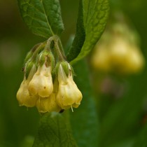 Окопник клубненосный (Symphytum tuberosum) Окопник клубненосный (Symphytum tuberosum)
