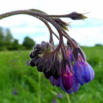 Окопник лекарственный (Symphytum officinale) Окопник лекарственный (Symphytum officinale)