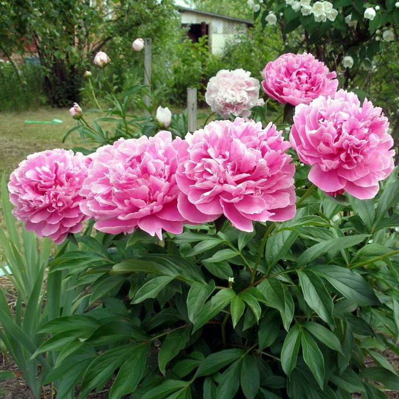 paeonia-lactiflora-dr-alexander-fleming