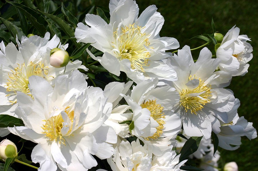 paeonia-lotus-queen-1