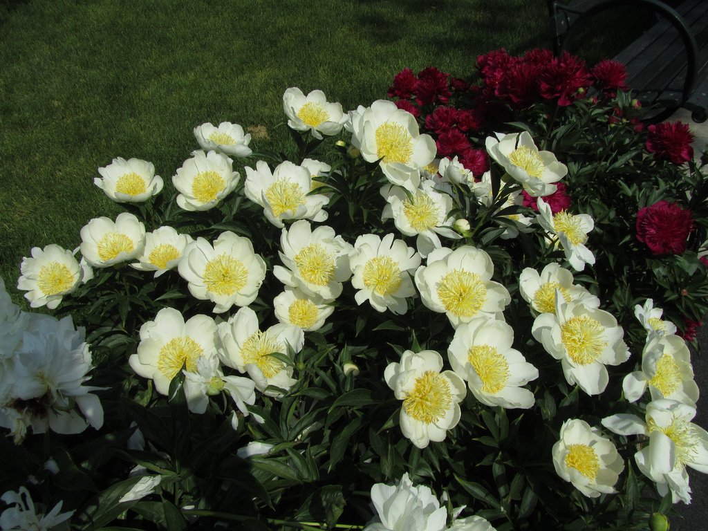 paeonia-lotus-queen-2