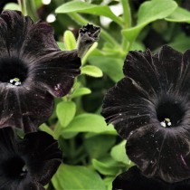 Петунии: 4 шага к пышному цветению