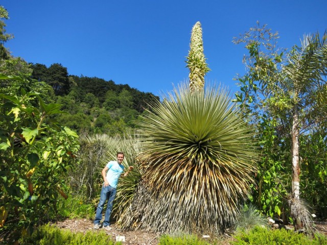 Пуйя Раймонда (Puya raimondii) Пуйя Раймонда (Puya raimondii)