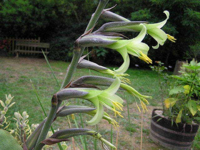 Пуйя удивительная (Puya mirabilis) Пуйя удивительная (Puya mirabilis)