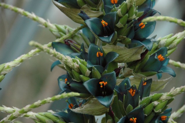 Пуйя альпийская (Puya alpestris) Пуйя альпийская (Puya alpestris)