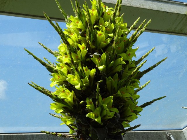 Пуйя чилийская (Puya chilensis) Пуйя чилийская (Puya chilensis)