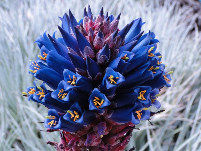 Пуйя прелестная (Puya venusta) Пуйя прелестная (Puya venusta)