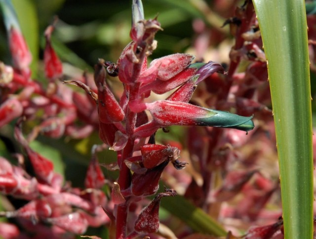 Пуйя покрываловидная (Puya spathacea) Пуйя покрываловидная (Puya spathacea)