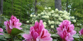 Моноцветник из рододендронов — особенности организации - Декоративные кустарники Рододендроны на цветнике из одного-единственного растения чувствуют себя комфортнее, чем в сложных декоративных ансамблях