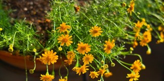 Тимофилла золотисто-желтая, или узколопастная (Thymophylla tenuiloba)