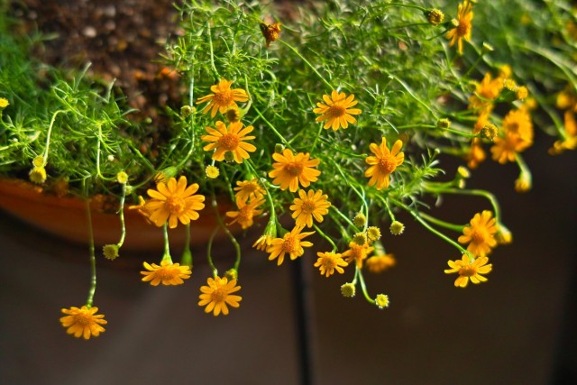 Тимофилла золотисто-желтая, или узколопастная (Thymophylla tenuiloba)