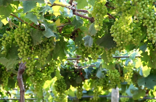 Существуют сорта винограда, которые биологически склонны к осыпанию завязи