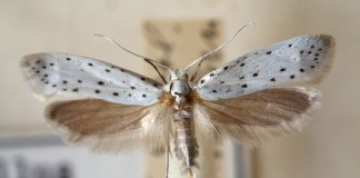 Яблонная моль (Hyponomeuta malinella)