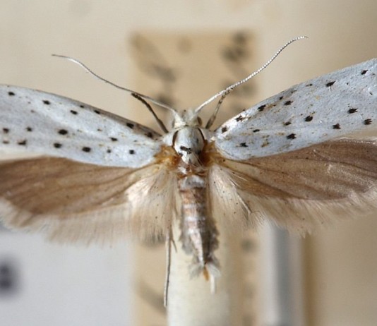 Яблонная моль (Hyponomeuta malinella)