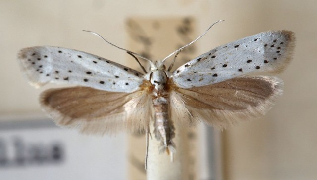 Яблонная моль (Hyponomeuta malinella)