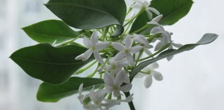 Акокантера восхитительная, или Длиннолистная (Acokanthera oblongifolia, синоним - Acokanthera spectabilis)