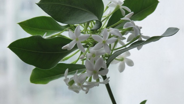 Акокантера восхитительная, или Длиннолистная (Acokanthera oblongifolia, синоним - Acokanthera spectabilis) Акокантера восхитительная, или Длиннолистная (Acokanthera oblongifolia, синоним - Acokanthera spectabilis)