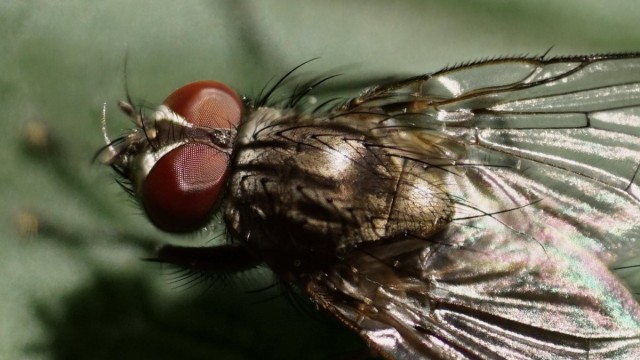 Черновик публикации "Чистый дом от мух — освежить знания в новом формате!": https://www.botanichka.ru/?p=102202&preview=true