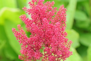 Астильба японская (Astilbe japonica) Астильба японская (Astilbe japonica)