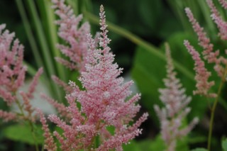 Астильба Арендса (Astilbe х arendsii) Астильба Арендса (Astilbe х arendsii)