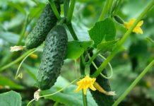 Чего не хватает огурцам? Чего не хватает огурцам?