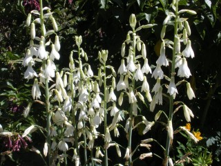 Гальтония белеющая (Galtonia candicans) Гальтония белеющая (Galtonia candicans)