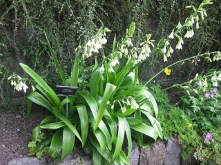 Гальтония зеленоцветковая (Galtonia viridiflora) Гальтония зеленоцветковая (Galtonia viridiflora)