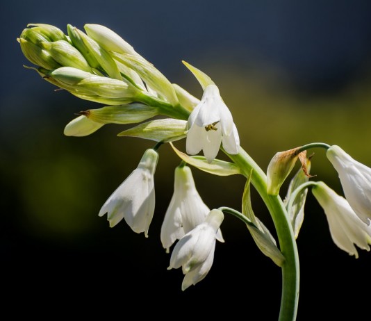 Выращивать гальтонию как комнатное растение ничуть не сложнее, чем любое другое луковичное