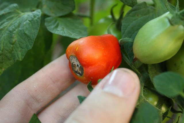 Почему гниют томаты на ветке?