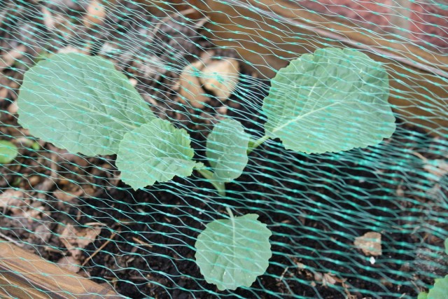 Подросшая рассада капусты защищена сеткой от бабочки белянки