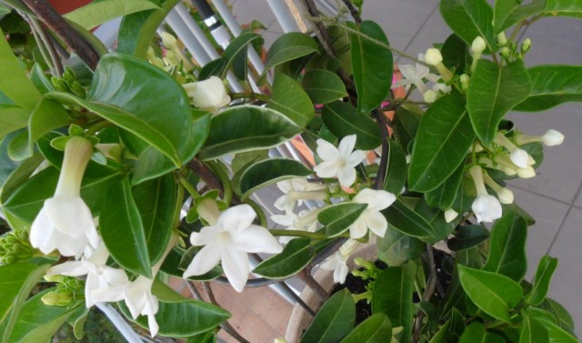 Стефанотис (Stephanotis) Стефанотис (Stephanotis)