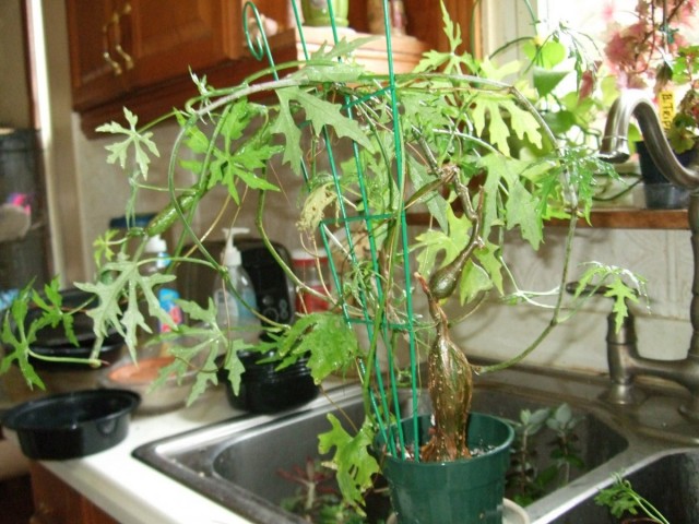 Циссус (Cissus) Циссус (Cissus)