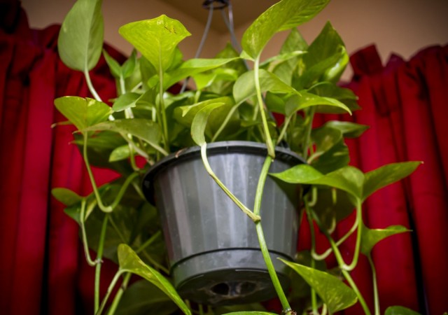 Сциндапсус (Scindapsus) Сциндапсус (Scindapsus)