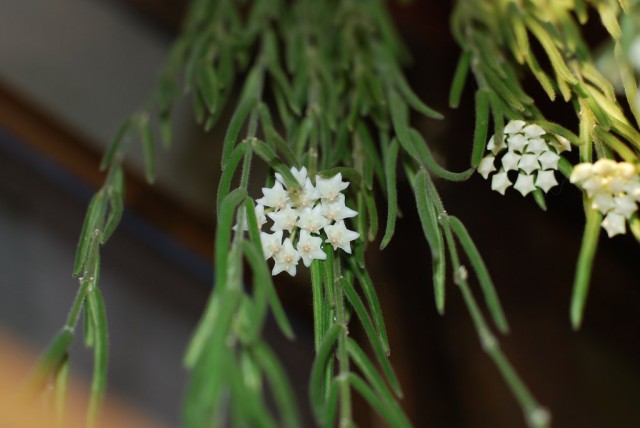 Хойя (Hoya) Хойя (Hoya)
