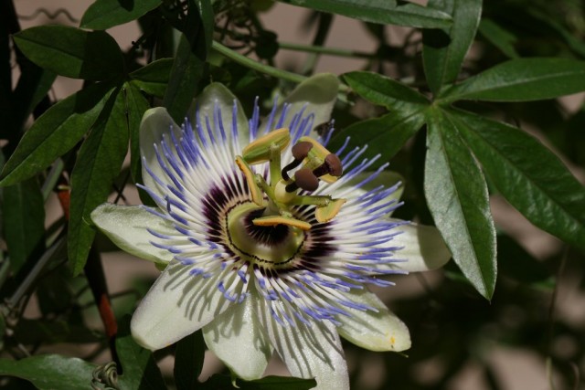 Пассифлора (Passiflora) Пассифлора (Passiflora)
