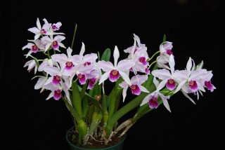 Лелия пурпурная (Laelia purpurata) Лелия пурпурная (Laelia purpurata)