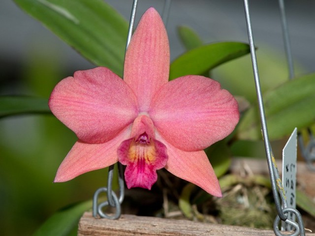 Все без исключения лелии принадлежит к зимнецветущим орхидеям