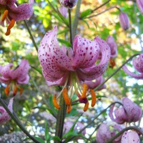 Мартагон-лилия «Lilac»