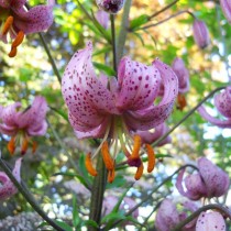 Мартагон-лилия «Lilac» Мартагон-лилия «Lilac»