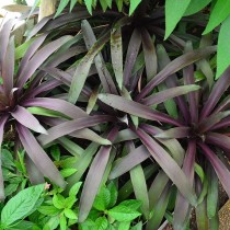 Нидуляриум пурпурный (Nidularium purpureum) Нидуляриум пурпурный (Nidularium purpureum)