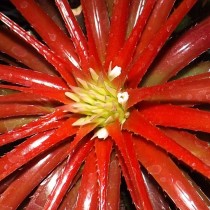 Ортофитум лодочковый, или Ладьевидный (Orthophytum navioides) Ортофитум лодочковый, или Ладьевидный (Orthophytum navioides)