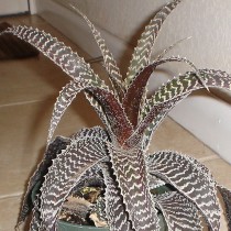 Ортофитум Гуркена (Orthophytum gurkenii) Ортофитум Гуркена (Orthophytum gurkenii)