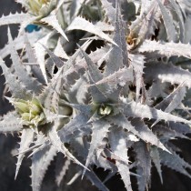 Ортофитум скальный (Orthophytum saxicola) Ортофитум скальный (Orthophytum saxicola)
