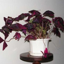 Кислица треугольная (Oxalis triangularis)