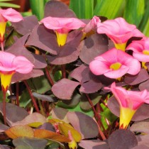 Кислица пурпурная (Oxalis purpurea)