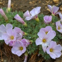 Кислица железистолистная (Oxalis adenophylla)