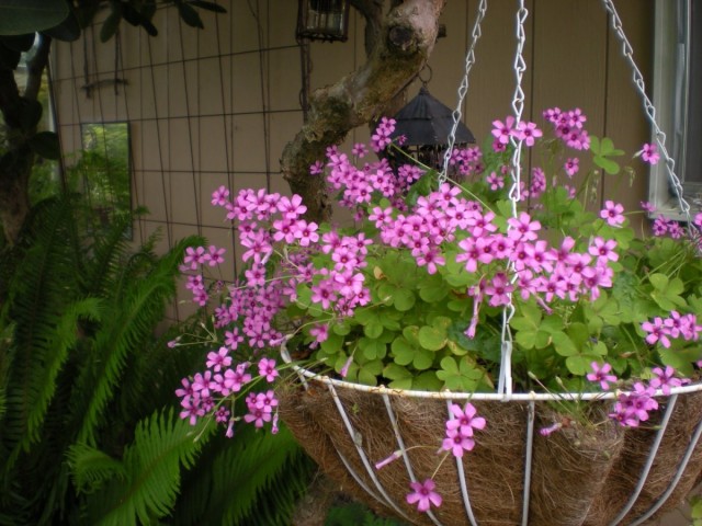 Ампельная кислица розовая (Oxalis rosea)