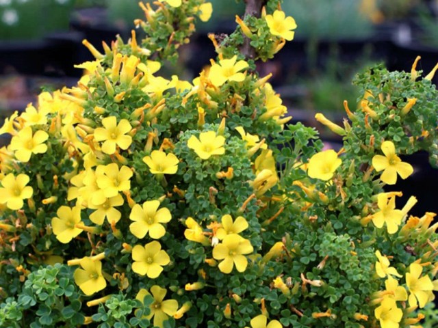 Кислица гигантская (Oxalis gigantea)