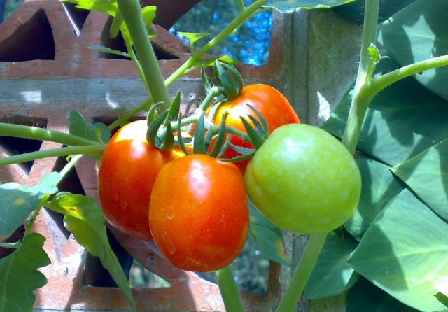 Созревание помидоров происходит поэтапно: сначала они приобретают молочную спелость, затем бланжевую и, наконец, полную